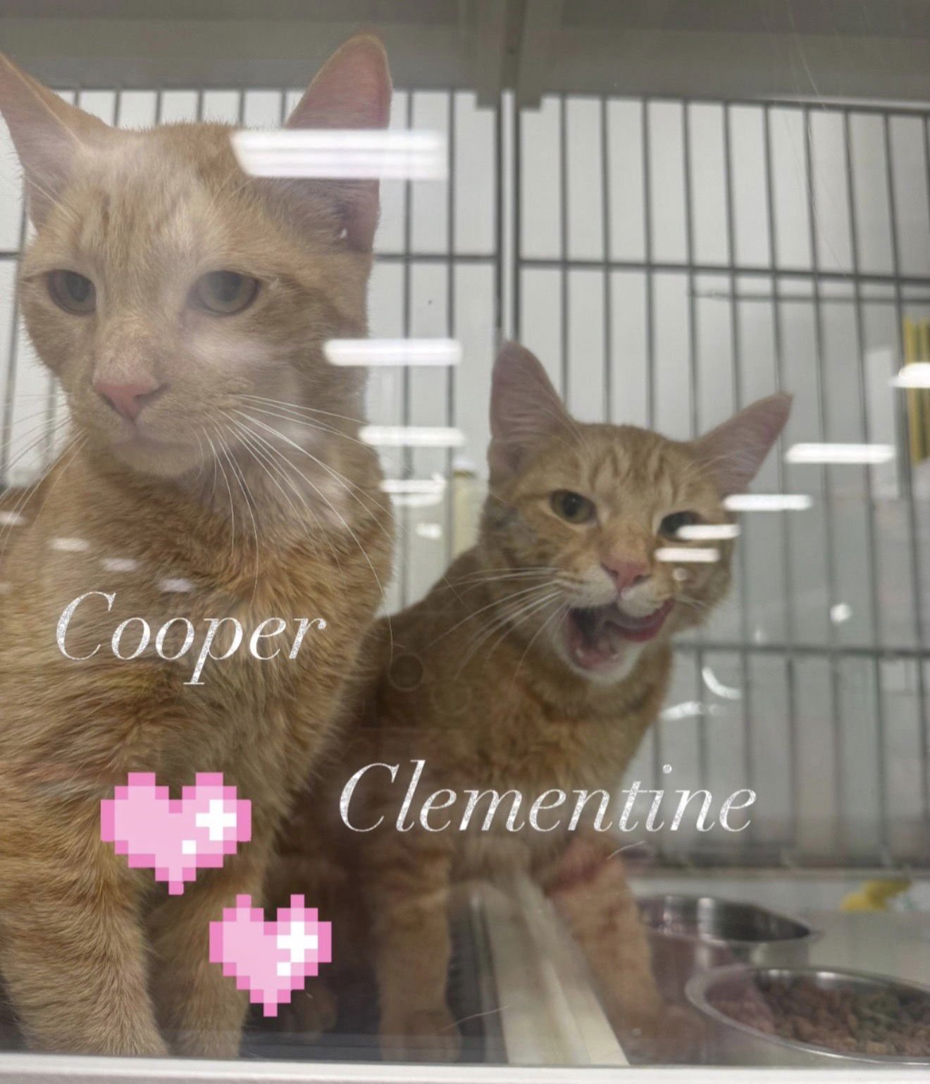 COOPER - Domestic Short Hair available for adoption