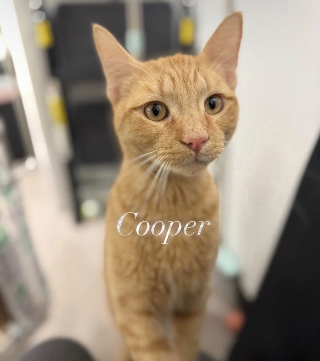 COOPER - Domestic Short Hair available for adoption