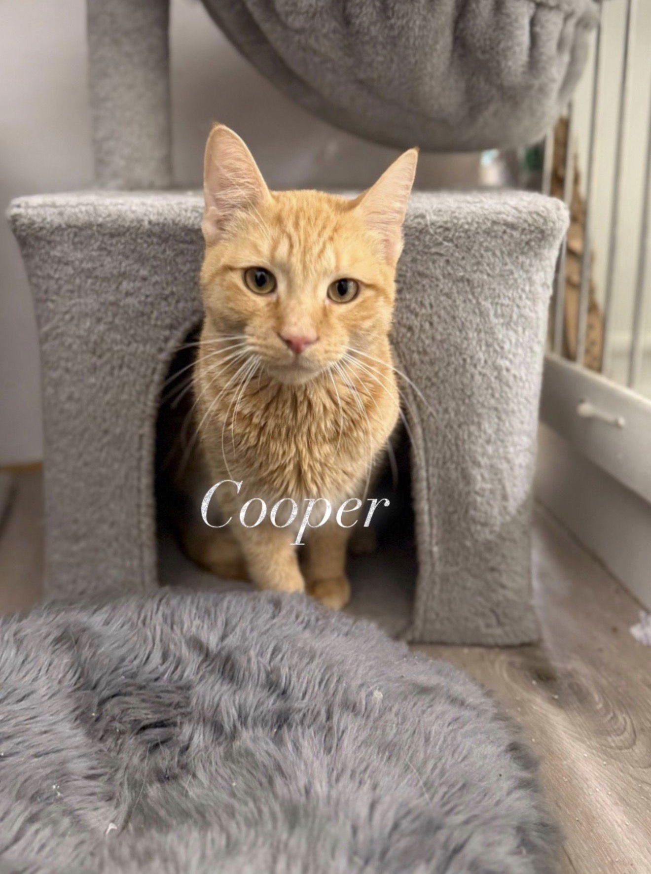 Cooper - Photo 4
