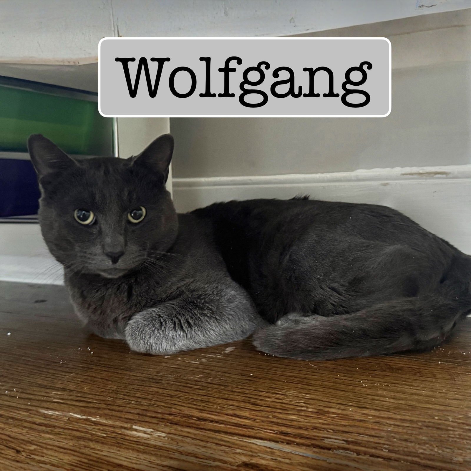 WOLFGANG - Domestic Short Hair available for adoption