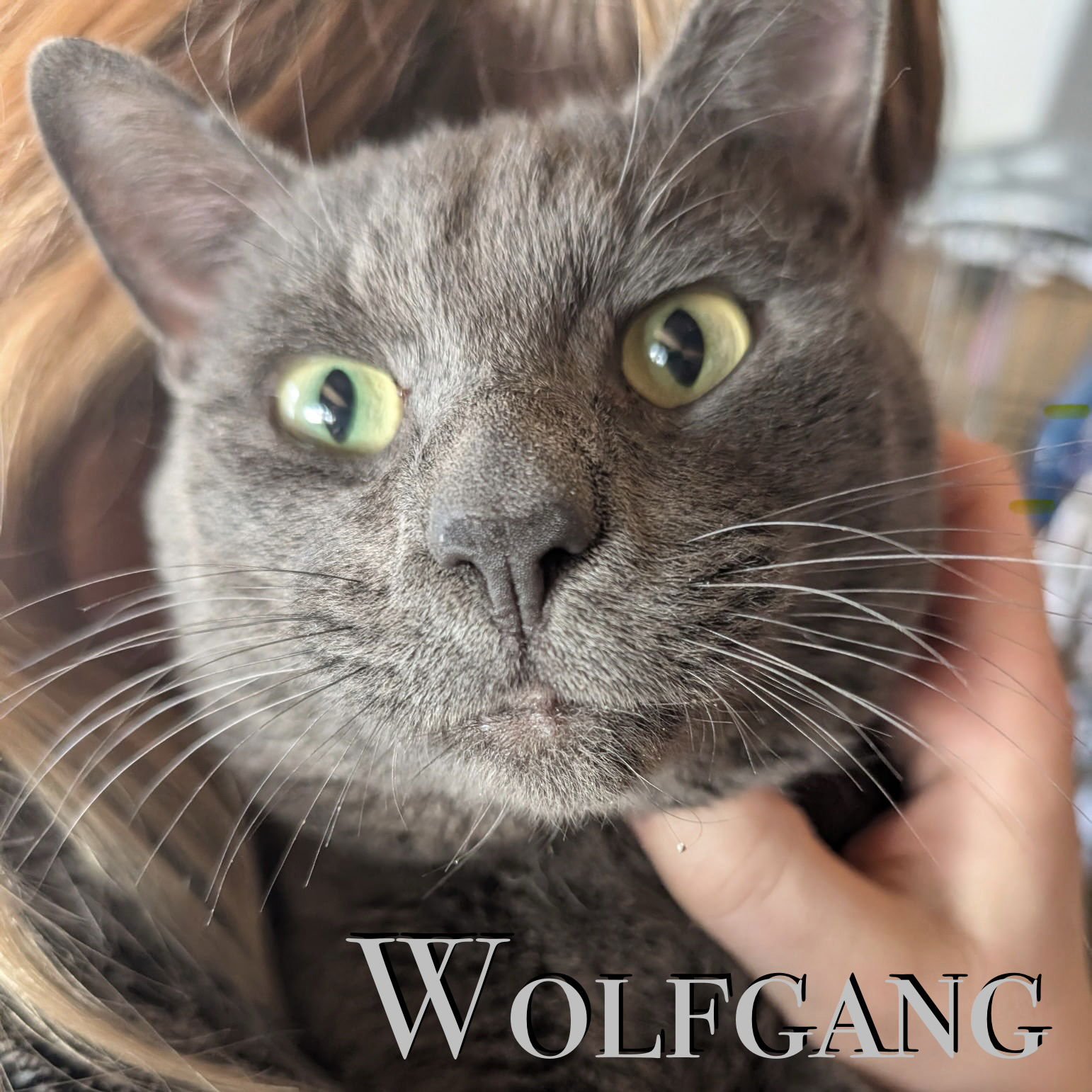 WOLFGANG - Domestic Short Hair available for adoption