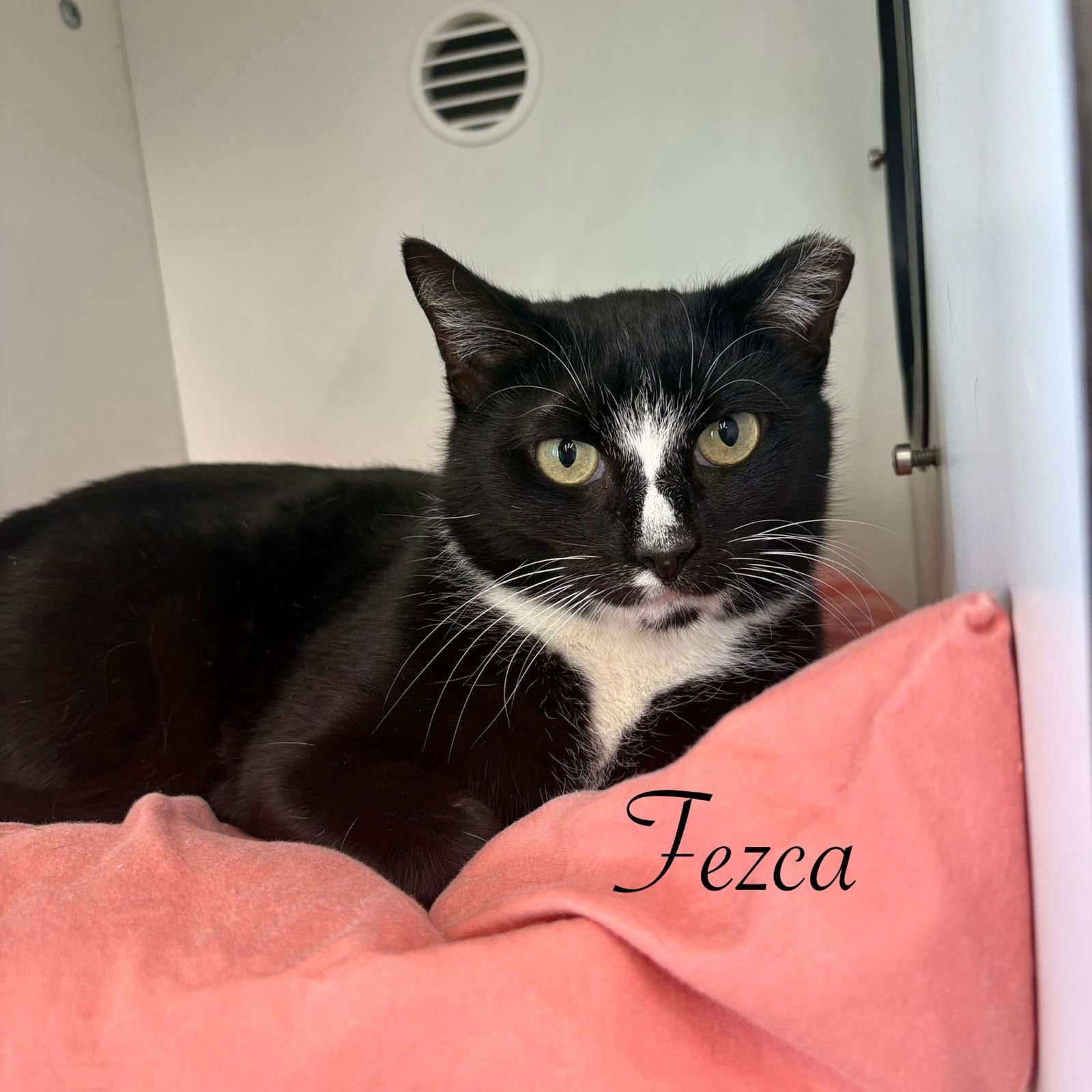 FEZCA - Domestic Short Hair available for adoption