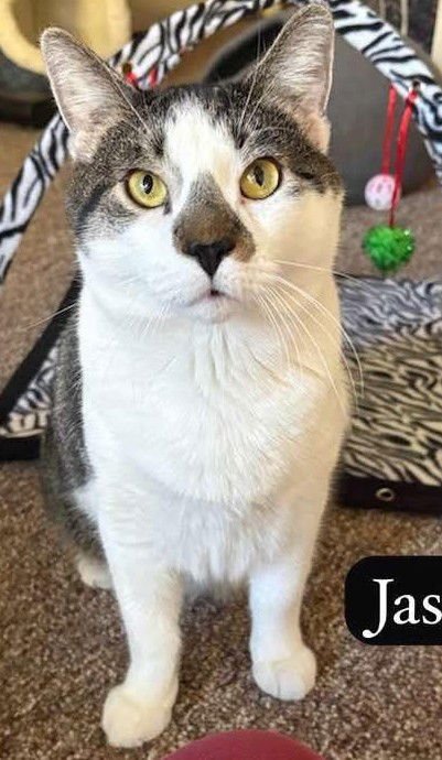 JASPER - Domestic Short Hair available for adoption