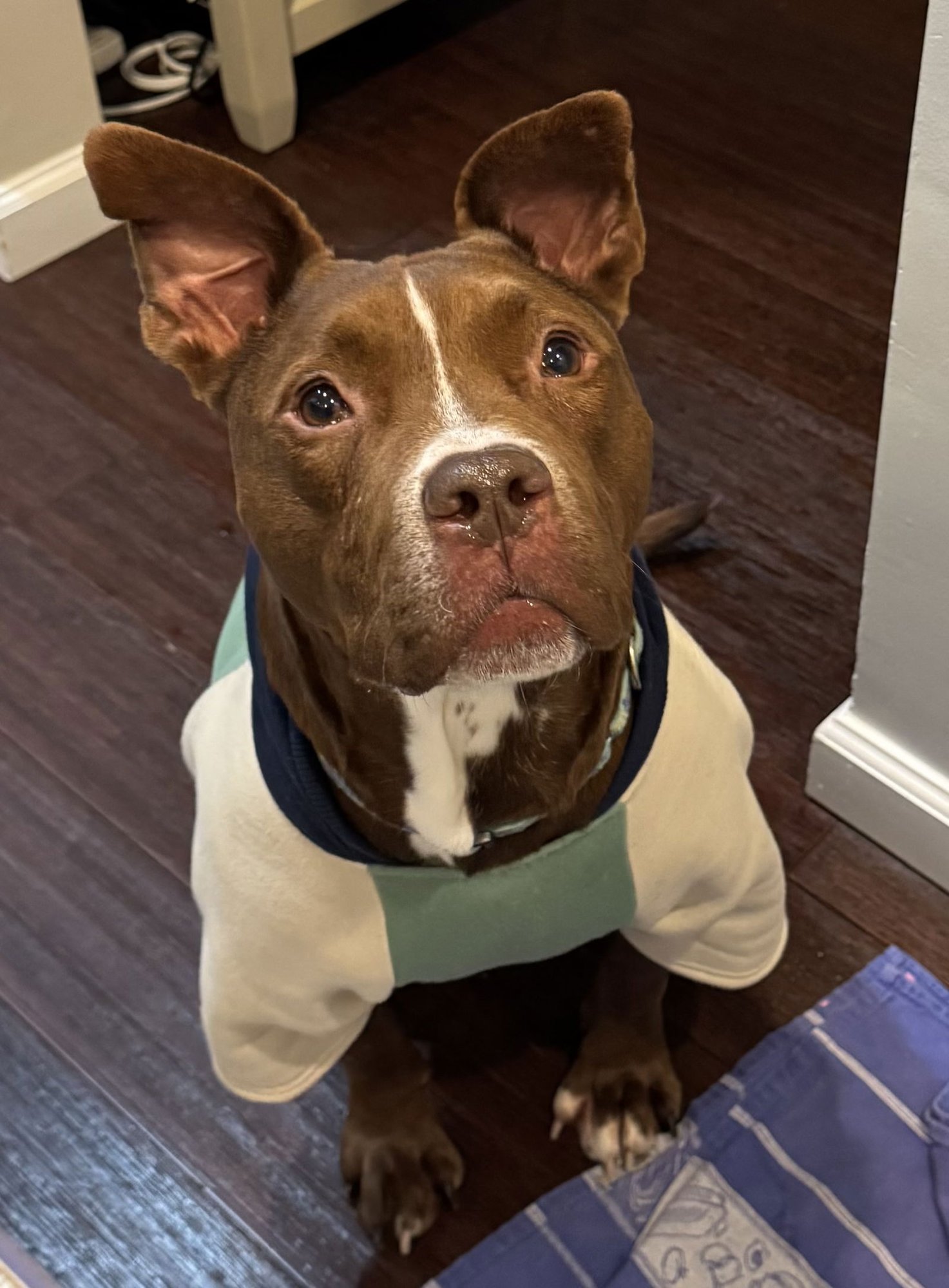 TREY - Pit Bull Terrier available for adoption