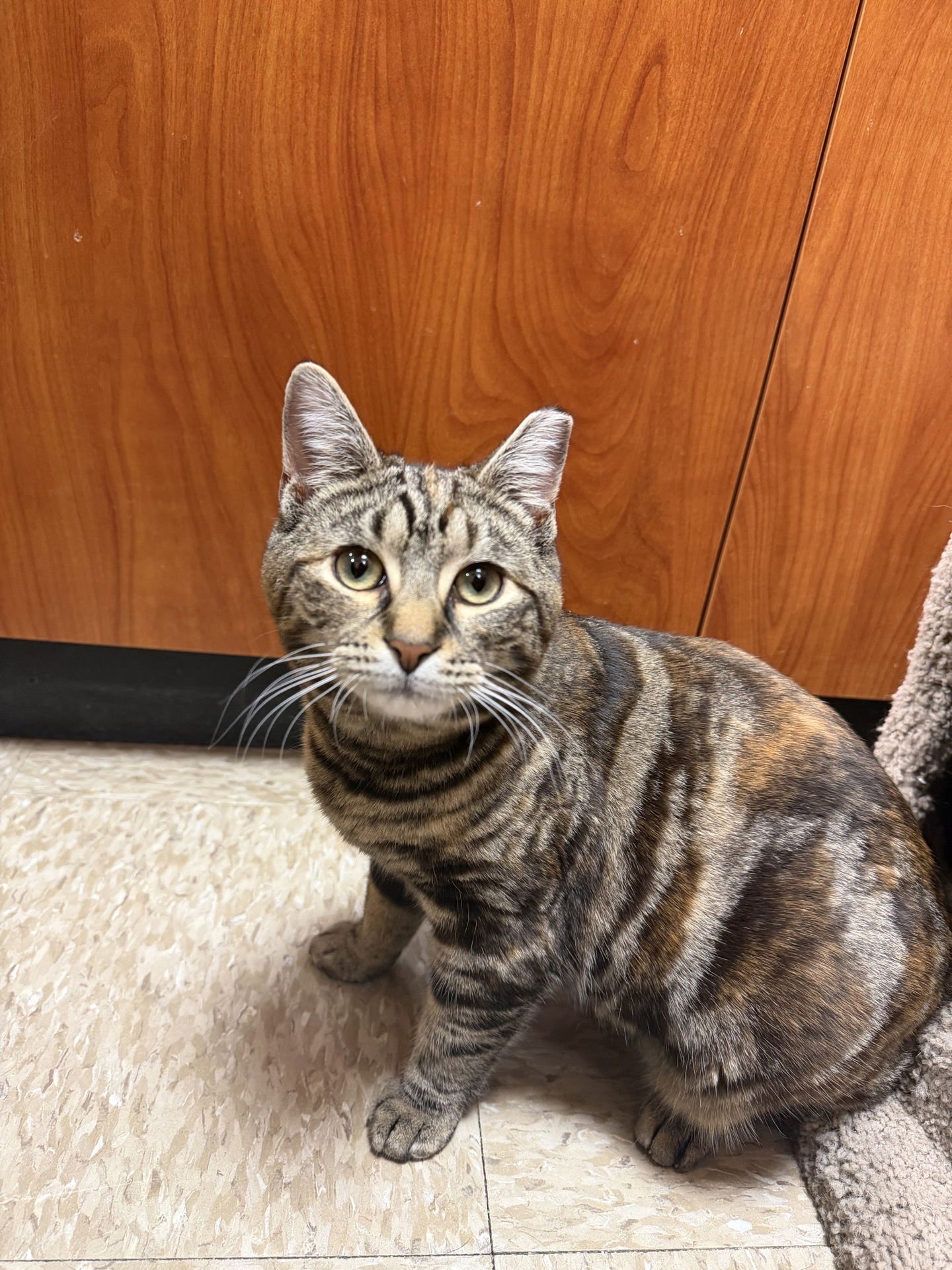 CALI - Tabby available for adoption