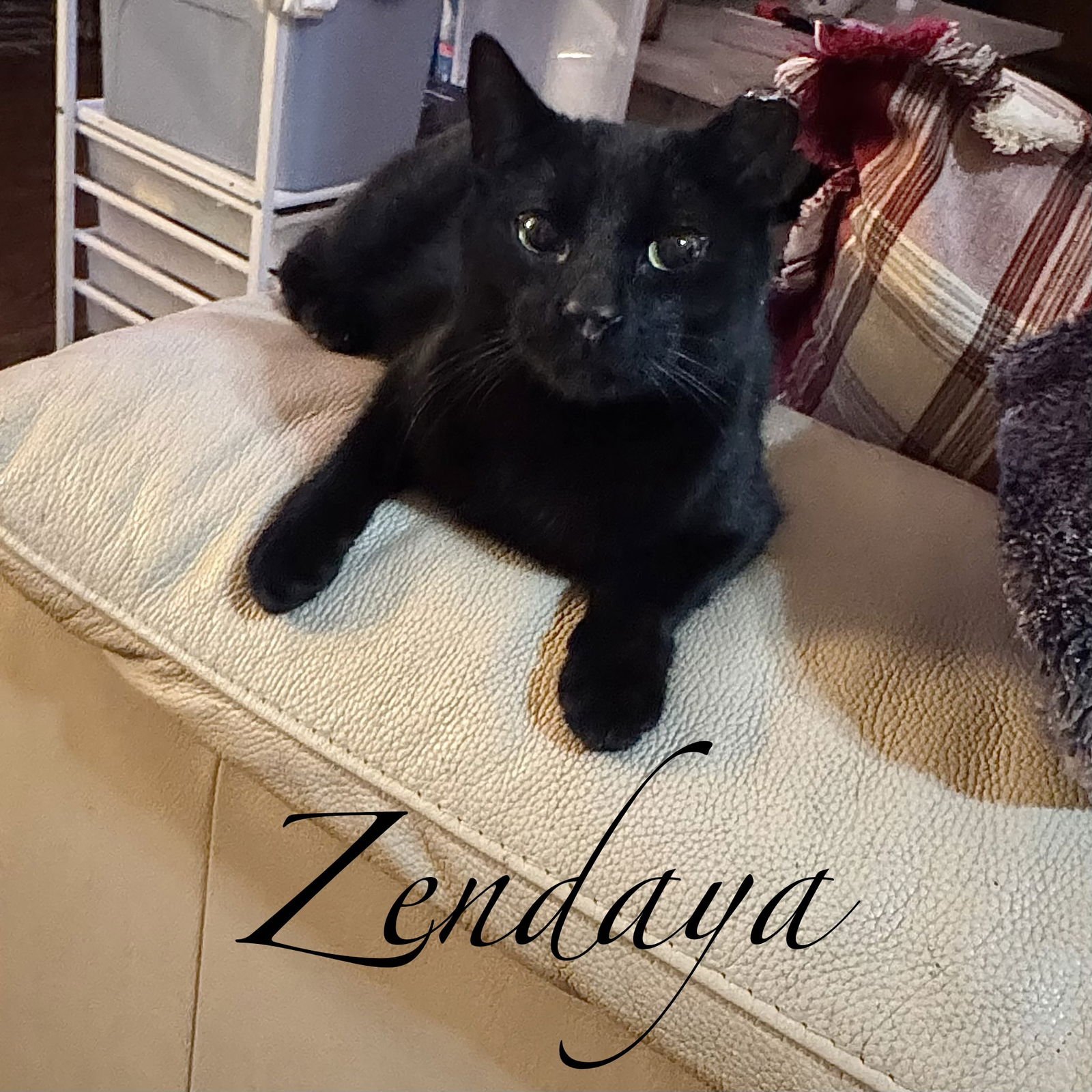 ZENDAYA - Domestic Short Hair available for adoption