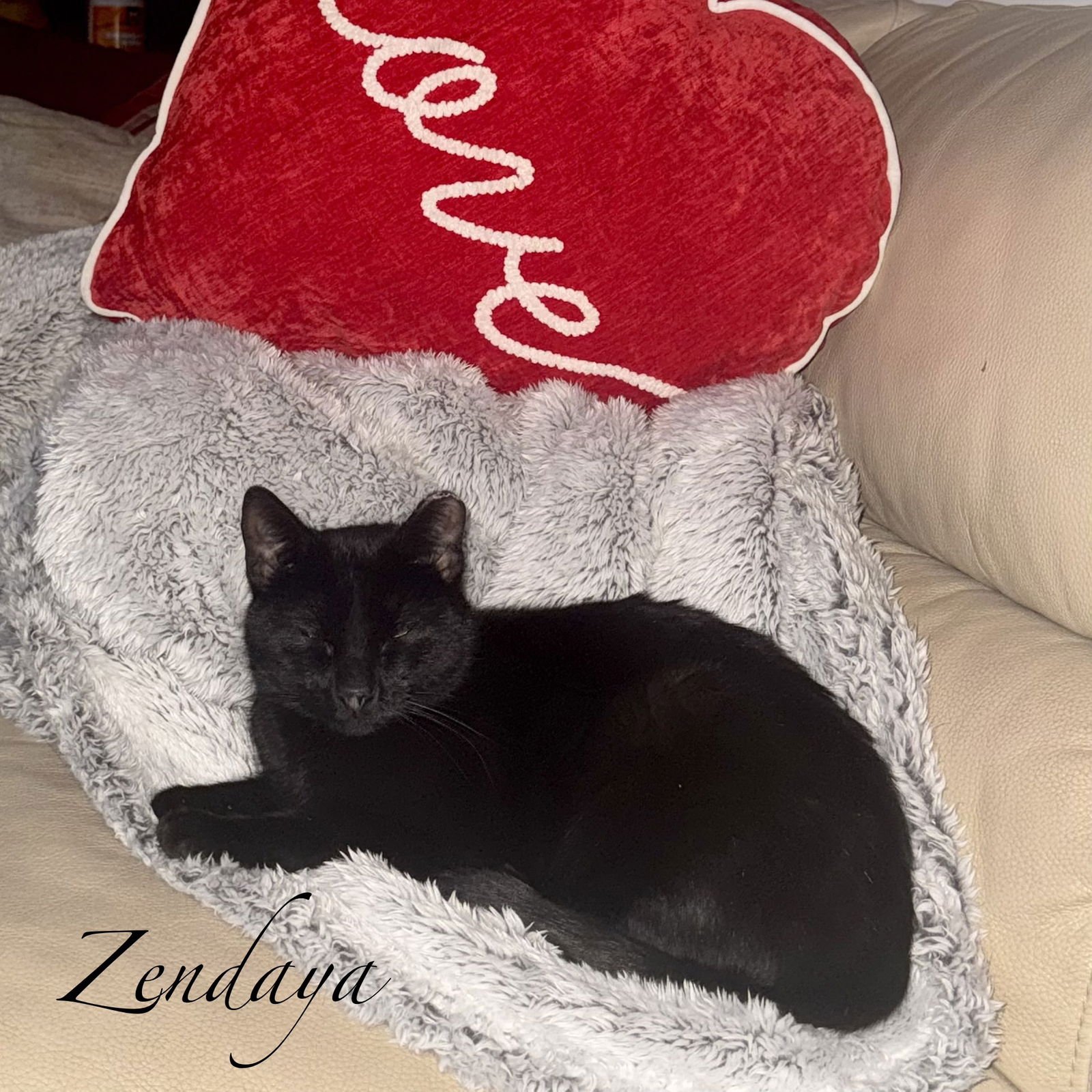 ZENDAYA - Domestic Short Hair available for adoption