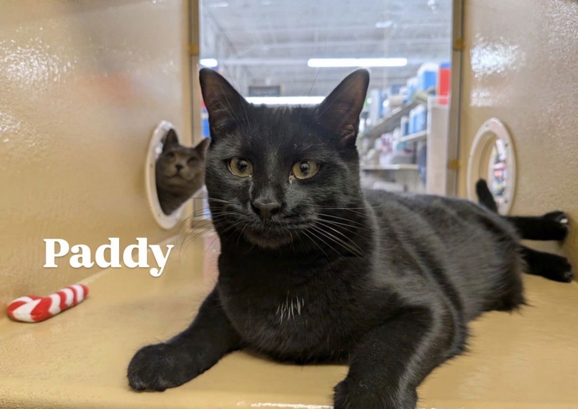 PADDY - Domestic Short Hair available for adoption