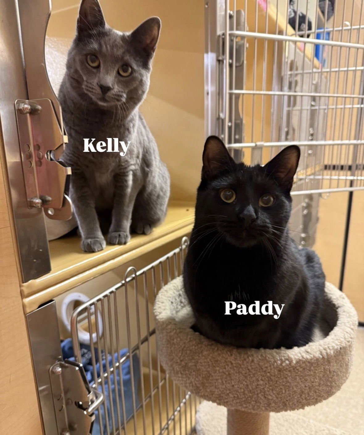 PADDY - Domestic Short Hair available for adoption