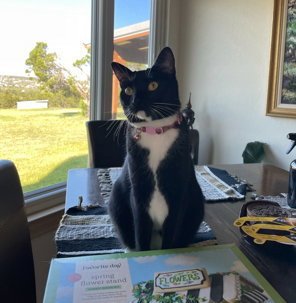 GOOSE (COURTESY) - Domestic Short Hair for adoption in Austin