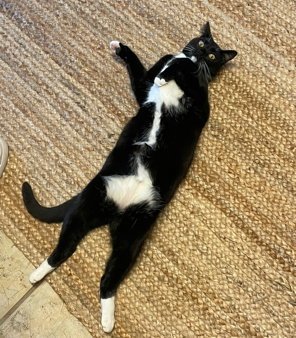 GOOSE (COURTESY) - Domestic Short Hair available for adoption