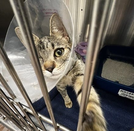 NICA - Domestic Short Hair for adoption in Austin