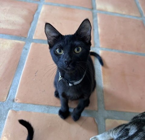 STEVE - Domestic Short Hair for adoption in Austin