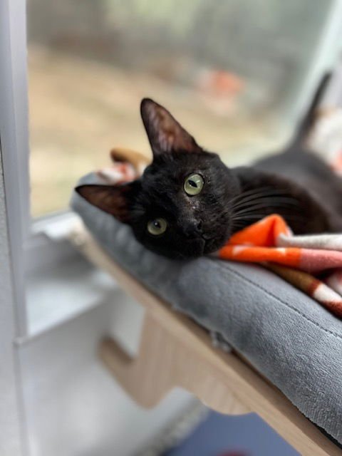 Betty Spaghetti - Photo 3