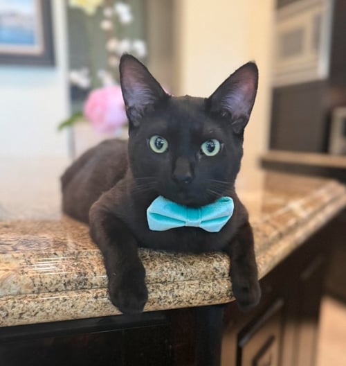 JET (COURTESY) - Domestic Short Hair for adoption in Austin