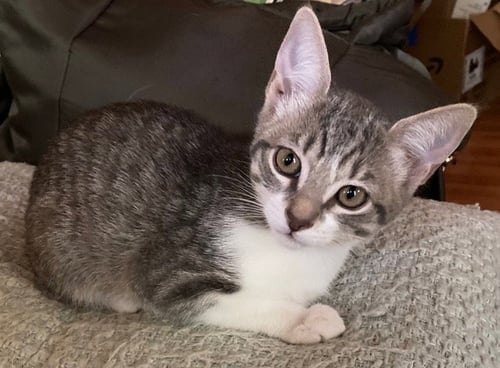 JEAN - Domestic Short Hair available for adoption