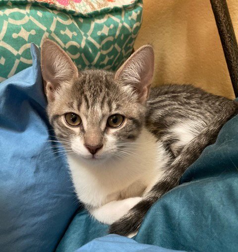 JEAN - Domestic Short Hair for adoption in Austin