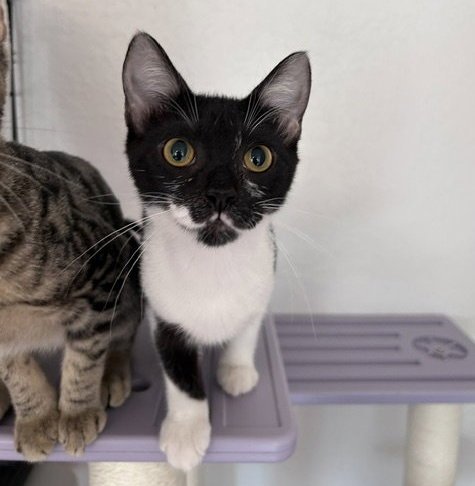 ELEVEN - Domestic Short Hair for adoption in Austin