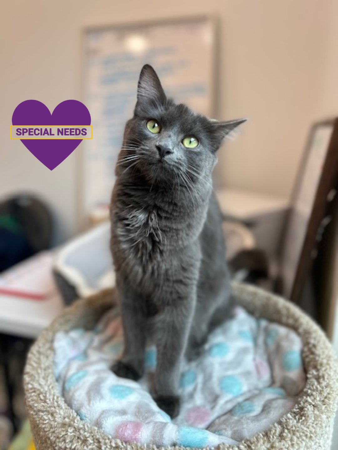 SHALE - Domestic Medium Hair available for adoption