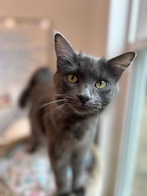 SHALE - Domestic Medium Hair available for adoption