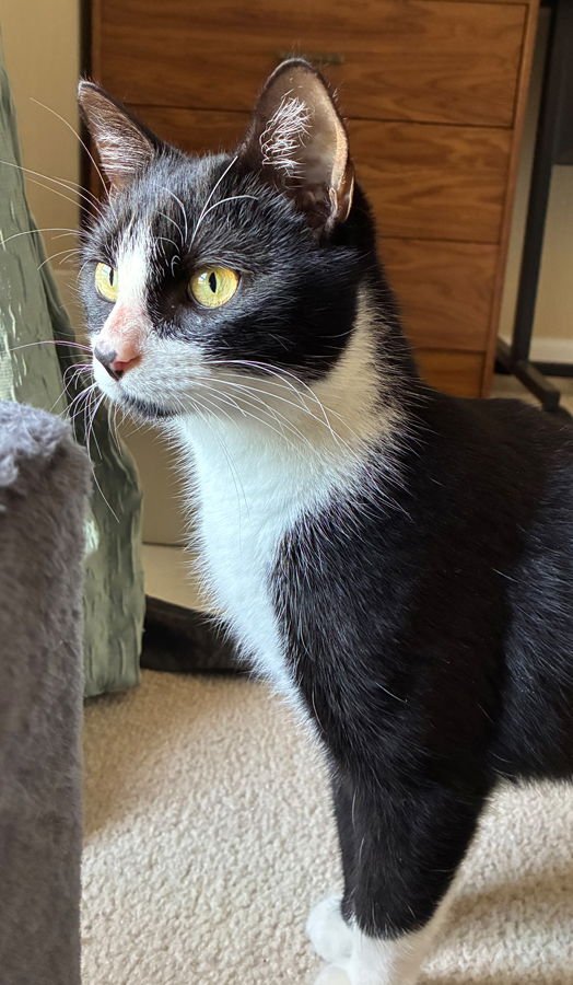 JAY AND KAY - Domestic Short Hair available for adoption