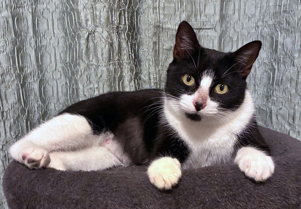 JAY AND KAY - Domestic Short Hair available for adoption