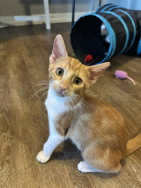 Lentil Image