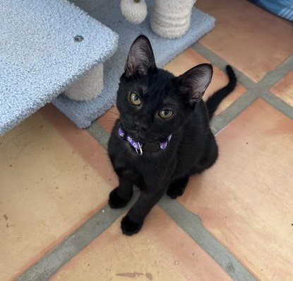 NANCY - Domestic Short Hair for adoption in Austin