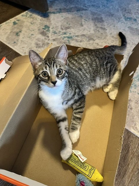 BAKED - Domestic Short Hair for adoption in Austin