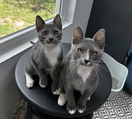 KEELEY & ROY - Domestic Short Hair for adoption in Austin