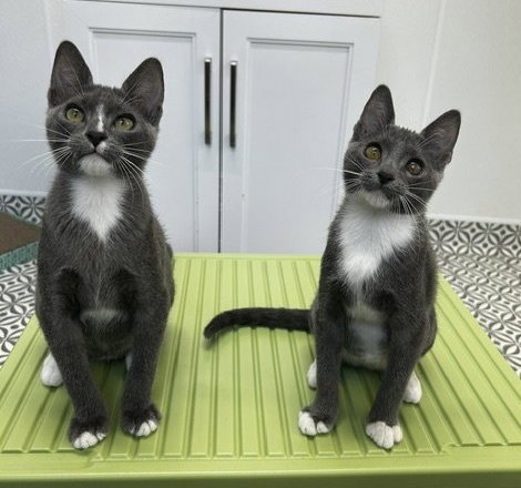 KEELEY & ROY - Domestic Short Hair available for adoption