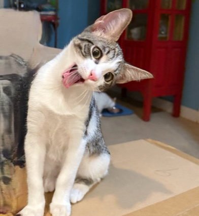 RAMON - Domestic Short Hair for adoption in Austin