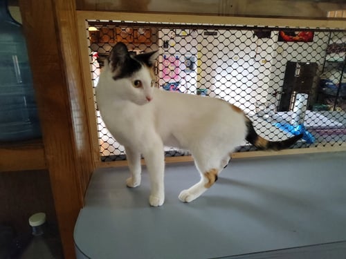 TALLY - Domestic Short Hair available for adoption