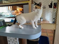 Tally - Photo 3