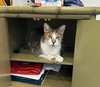 Jasper - Photo 2