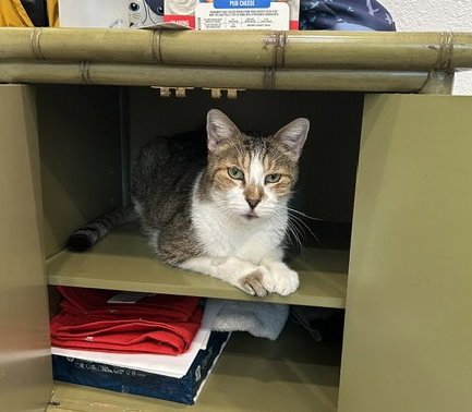 JASPER - Domestic Short Hair available for adoption
