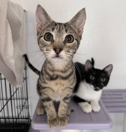 DUSTIN - Domestic Short Hair for adoption in Austin