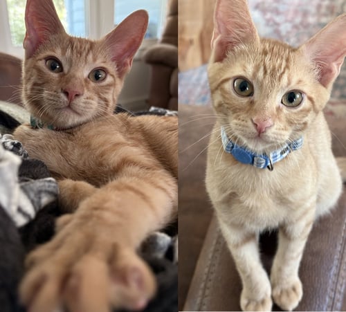 TORCHY & TITO - Domestic Short Hair for adoption in Austin