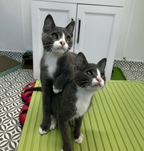 TED LASSO & HIGGINS