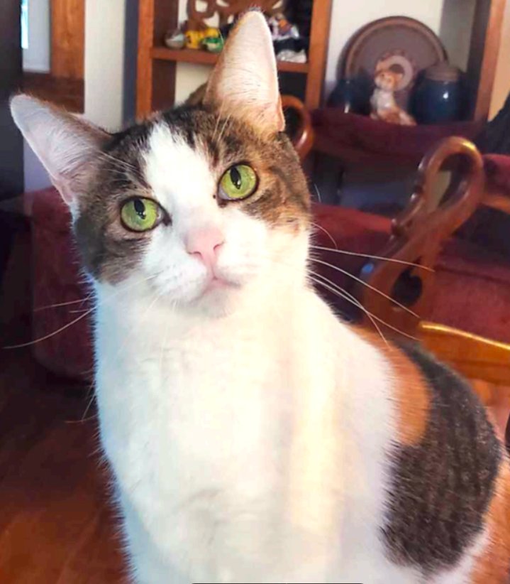 FEMME (COURTESY) - Domestic Short Hair available for adoption