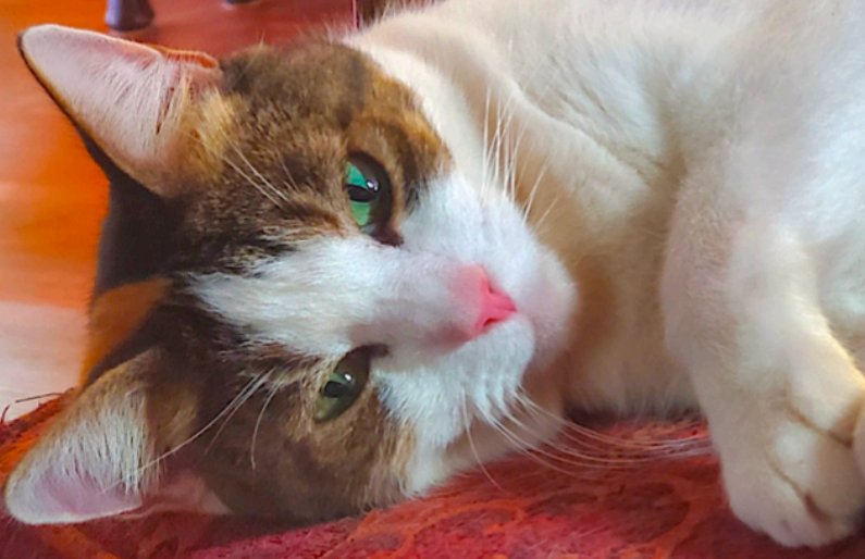 FEMME (COURTESY) - Domestic Short Hair available for adoption