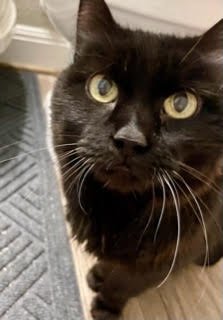 PRINCESS SJ (COURTESY) - Domestic Short Hair for adoption in Austin