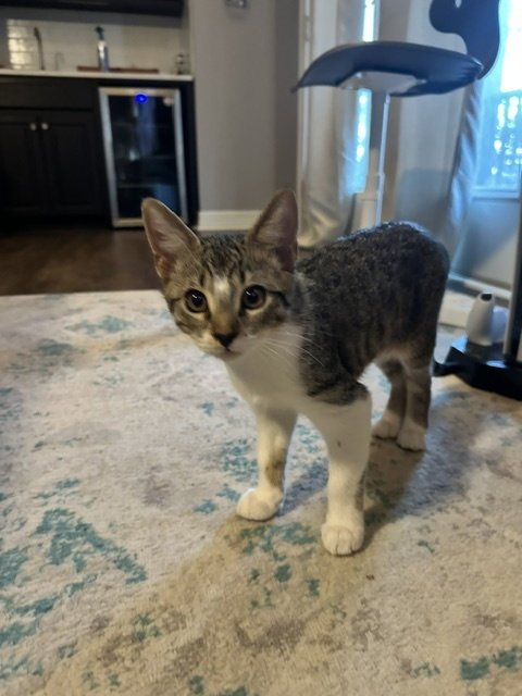 PINTO - Domestic Short Hair for adoption in Austin