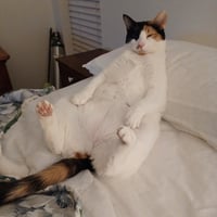 Calypso - Photo 2