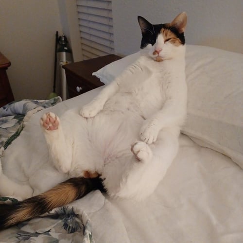 CALYPSO - Domestic Short Hair available for adoption