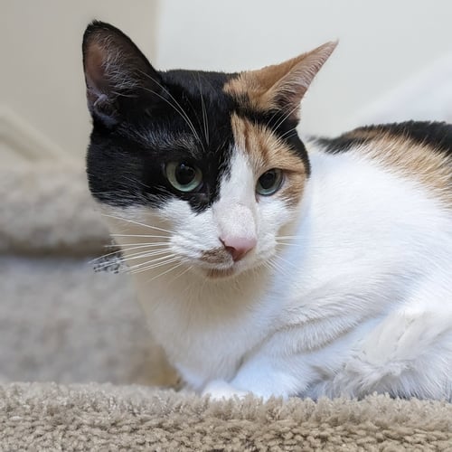 CALYPSO - Domestic Short Hair for adoption in Austin