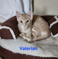 Shiso & Valerian - Photo 3