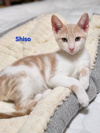Shiso & Valerian - Photo 4
