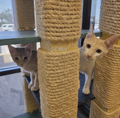 SHISO & VALERIAN - Domestic Short Hair for adoption in Austin