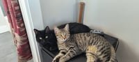 Fiona & Sasha - Photo 2